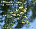 Manilla tamarind